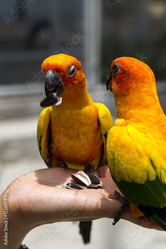 The parrots colorful