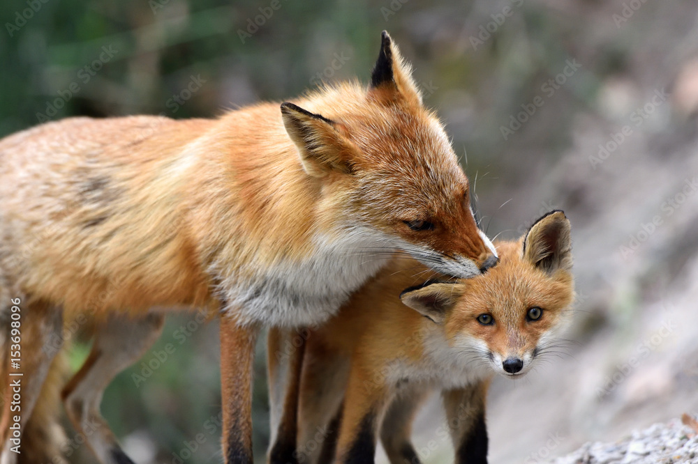 Fototapeta premium キタキツネの親子