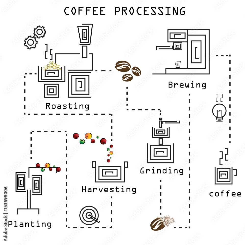 coffee processing step by step Stock イラスト Adobe Stock