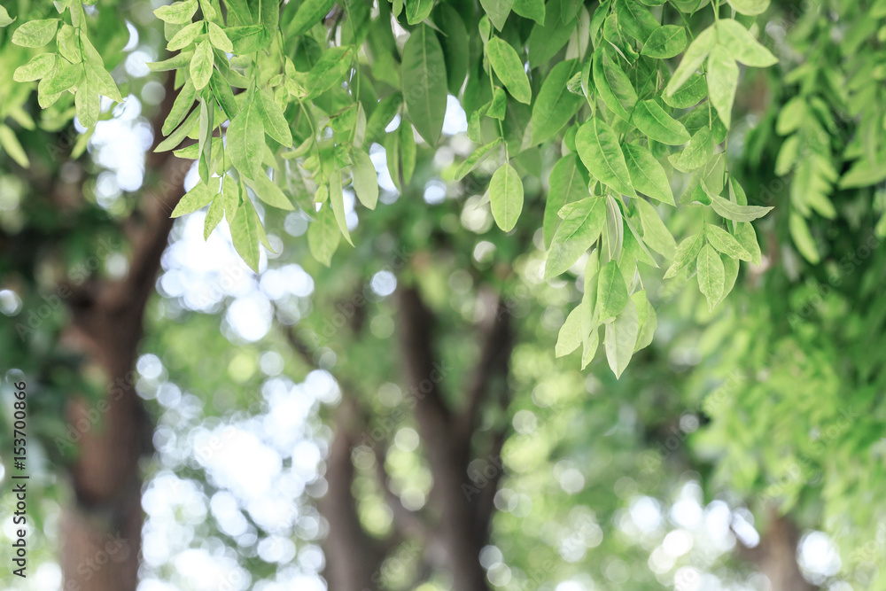 Obraz premium Green leaves background