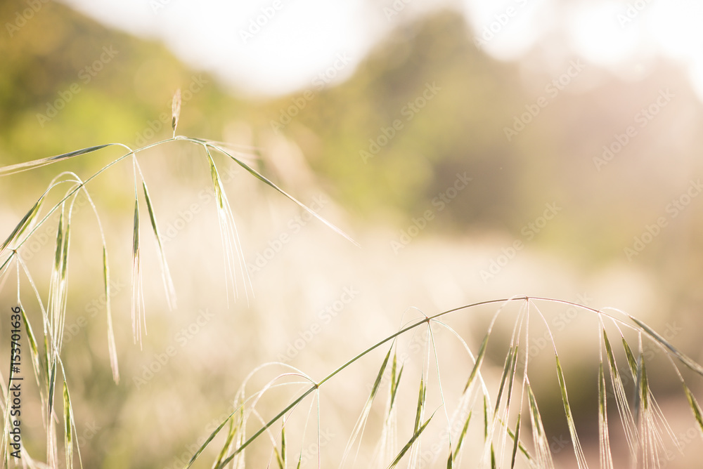 Light and Wheat Light and Wheat