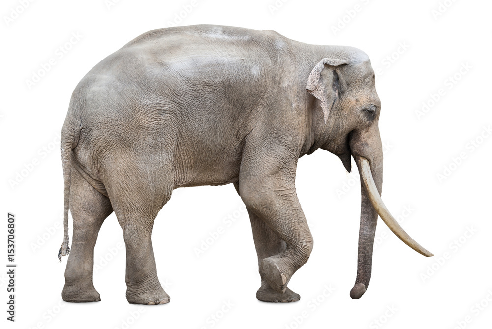 Fototapeta premium Large male elephant isolated on white