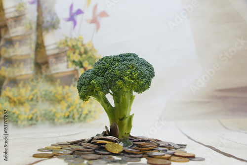 Broccoli Growing In Coins With White Wooden Background	 photo