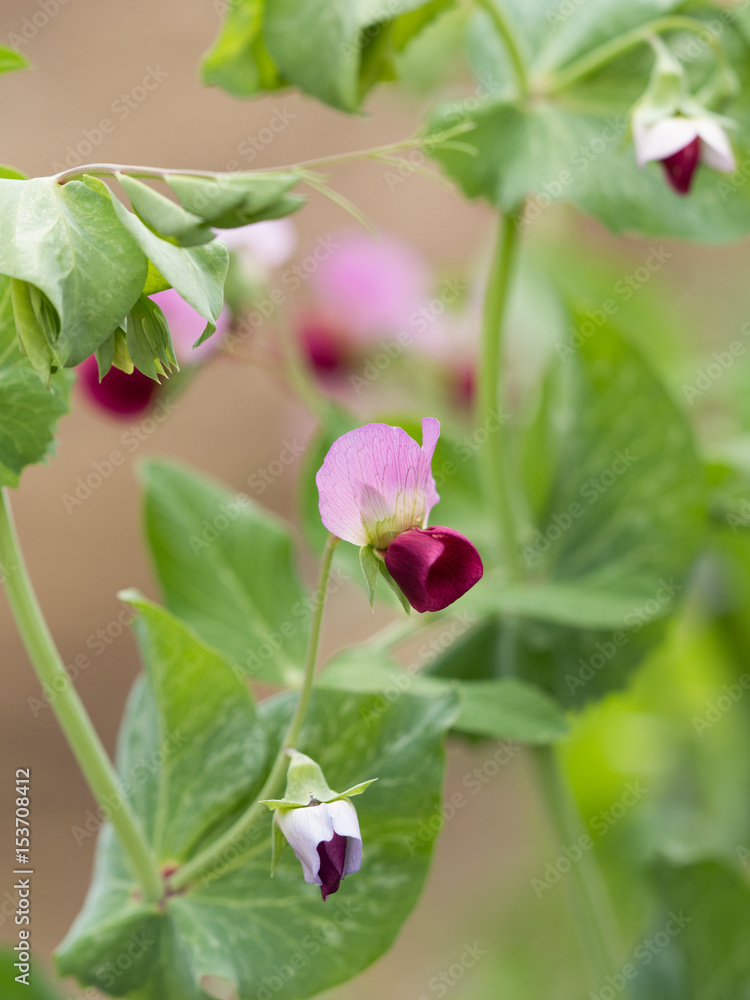 サヤエンドウの花