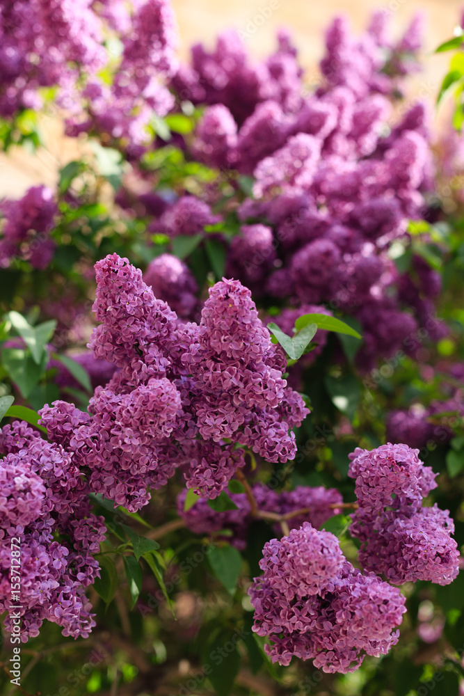 Blooming lilac shot with shallow depth of field Blooming lilac shot with shallow depth of field