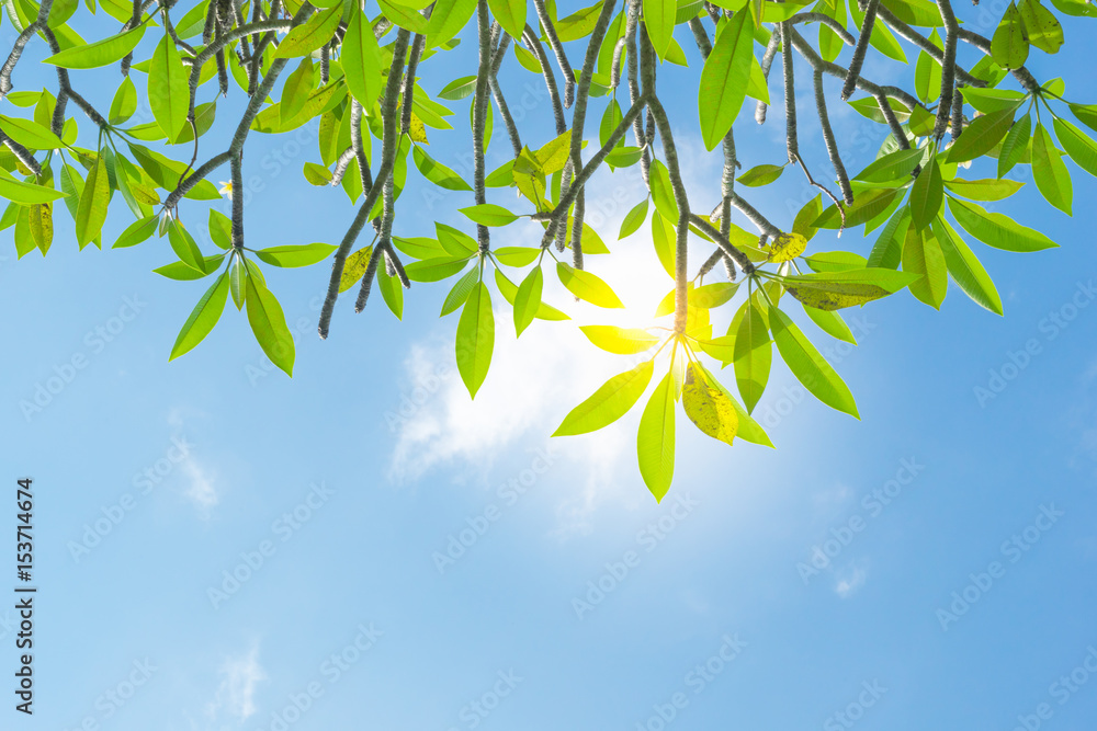 Branches of Plumeria (frangipani) tree on blue sky background . Branches of Plumeria (frangipani) tree on blue sky background .