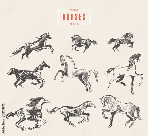 Set hand drawn horses vector illustration sketch