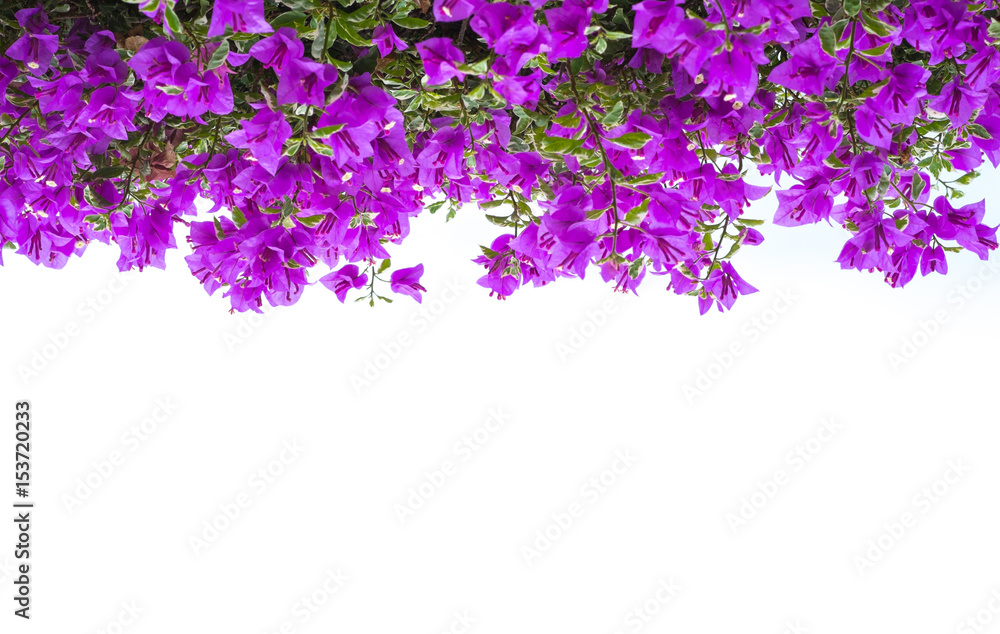 Pink blooming bougainvilleas isolate on white background. Pink blooming bougainvilleas isolate on white background.