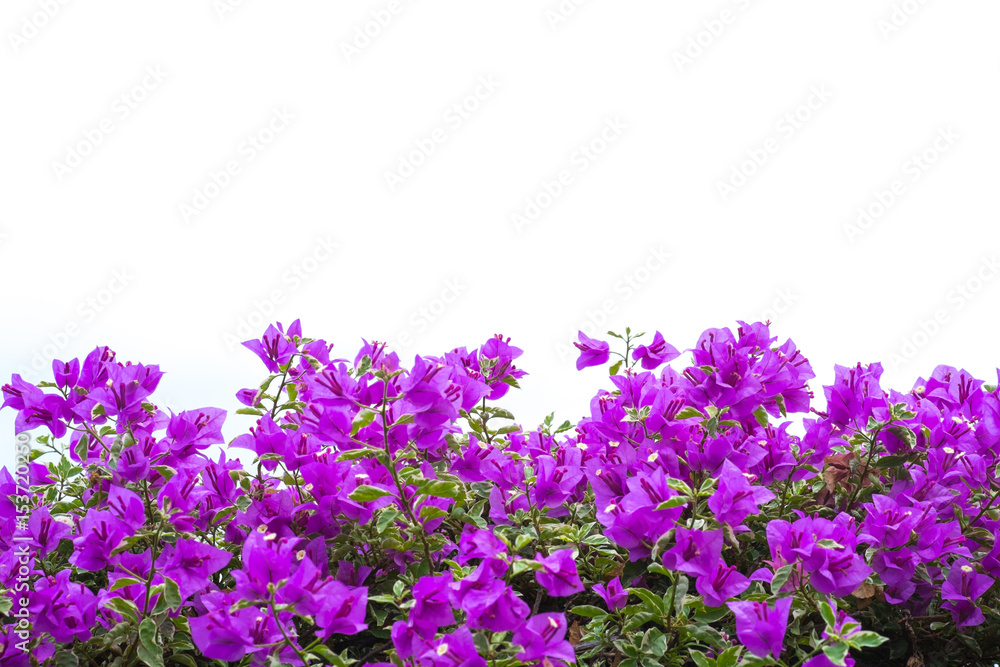 Fototapeta premium Pink blooming bougainvilleas isolate on white background.