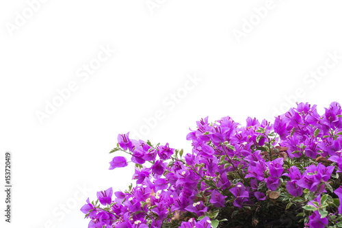 Pink blooming bougainvilleas isolate on white background.