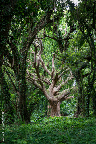 Tree in Forest