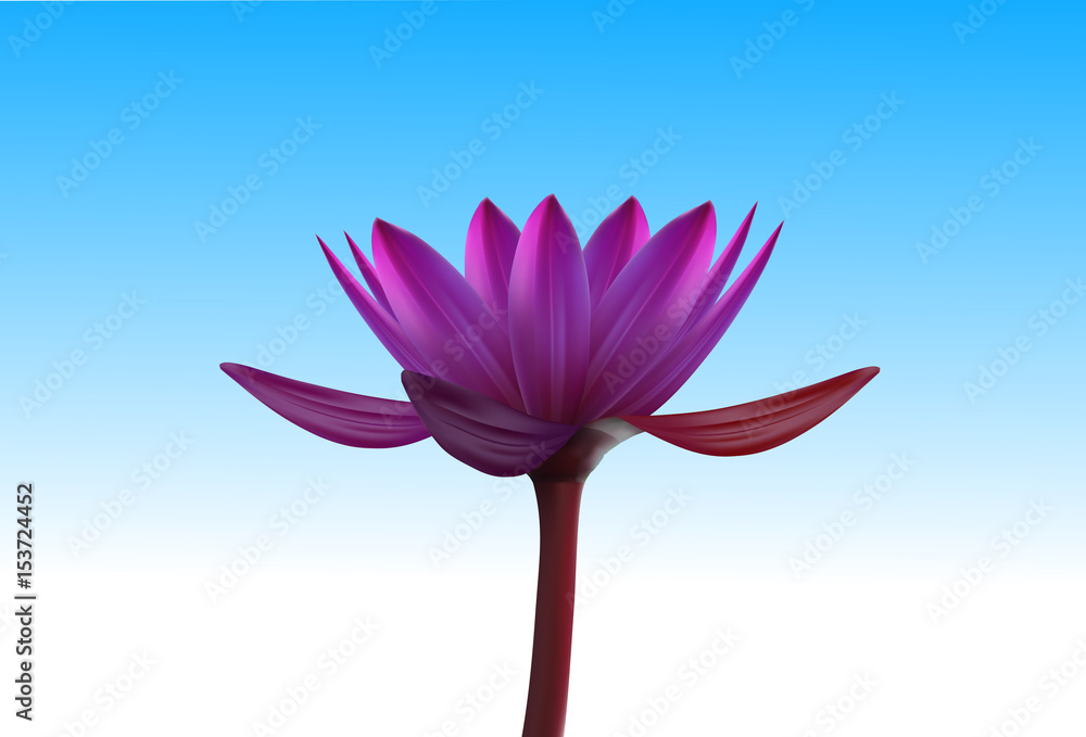 Fototapeta premium lotus flower