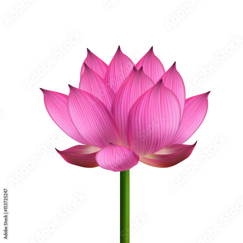 lotus flower on white backround