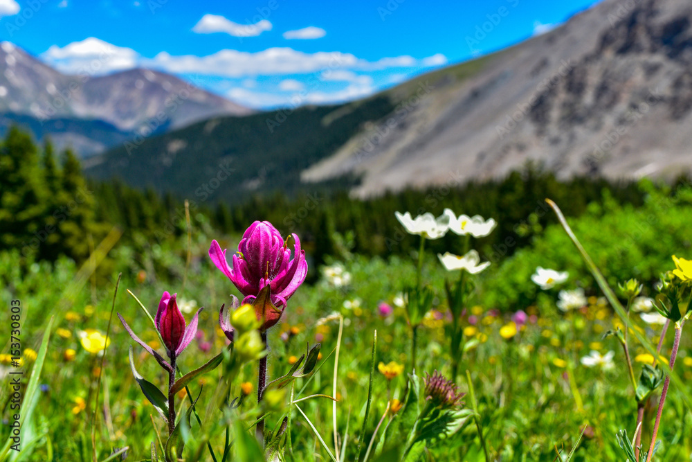 Obraz premium Colorado Wild Flowers