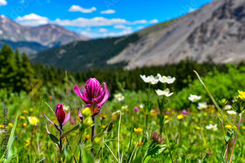 Colorado Wild Flowers