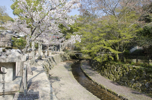 宮島の桜 