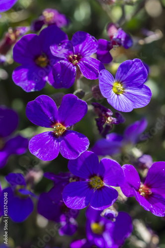 Purple rosary flowers.