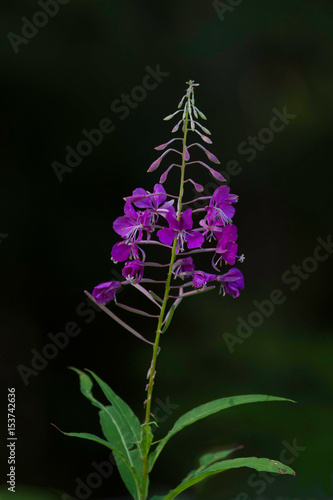 Fireweed Wildflower