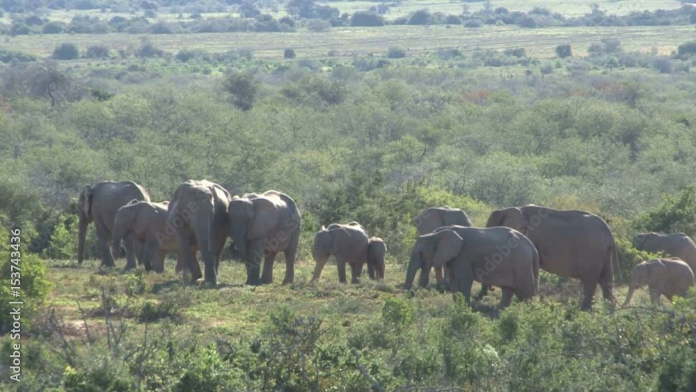 Group Elephants Group Elephants