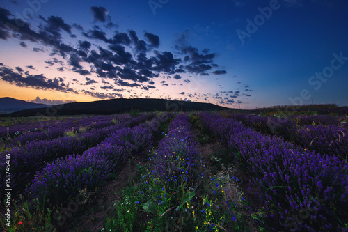 Fototapeta Naklejka Na Ścianę i Meble -   Lavender field at sunset