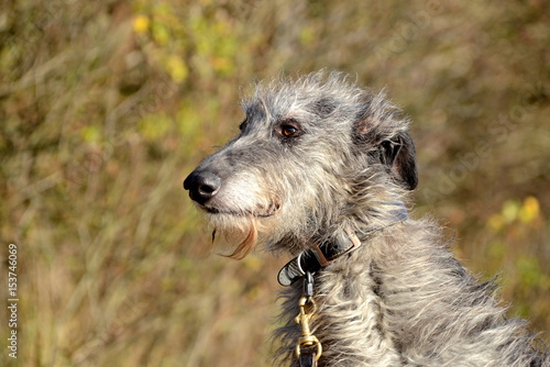 Scottish Deerhound face portrait.