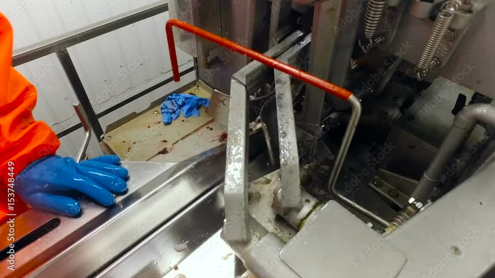 Fish Processing Line. Worker in Gloves Pushing Salmon Inside Cutting Machine Fish Processing Line. Worker in Gloves Pushing Salmon Inside Cutting Machine