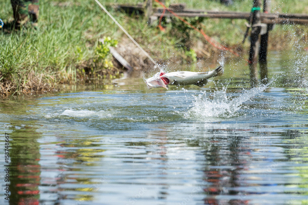 Fototapeta premium explosive strikes on lures of the barramundi