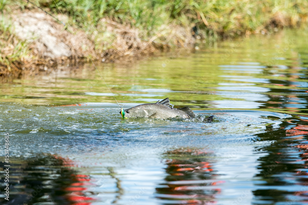 explosive strikes on lures of the barramundi explosive strikes on lures of the barramundi