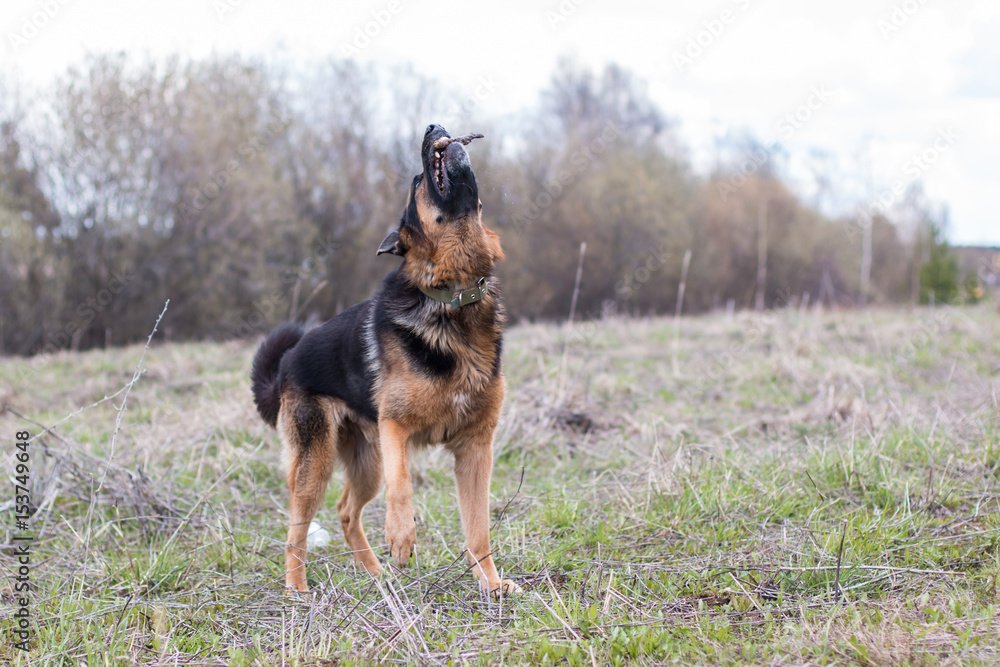 German shepherd dog in sunny day
