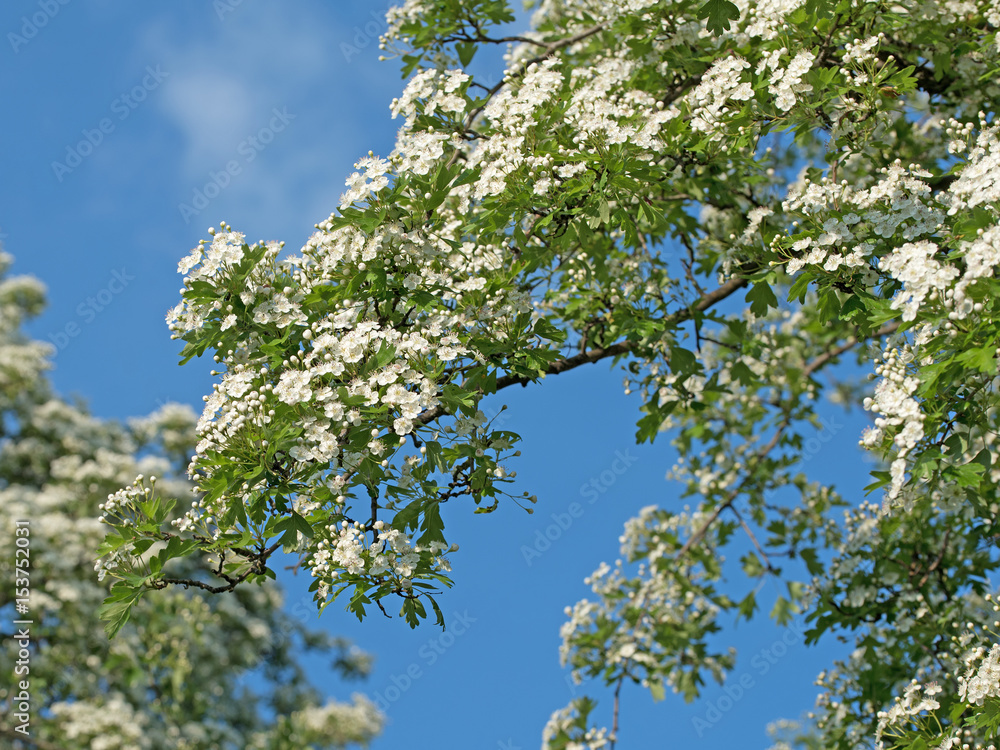 Fototapeta premium Blühender Weißdorn, Crataegus