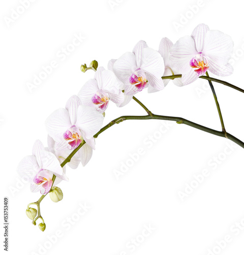Fototapeta Naklejka Na Ścianę i Meble -  branch of white orchids
