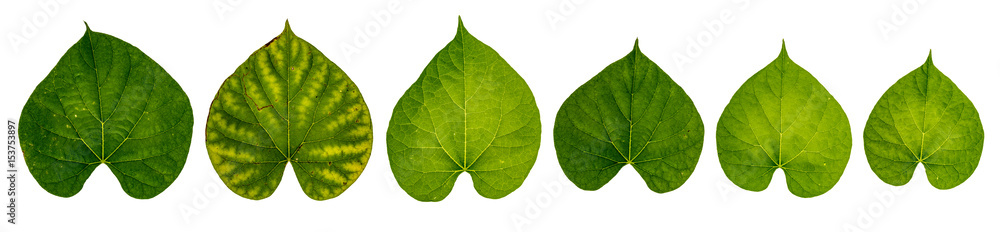 Fototapeta premium Tinospora crispa, Green leaf on white