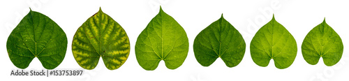 Tinospora crispa, Green leaf on white