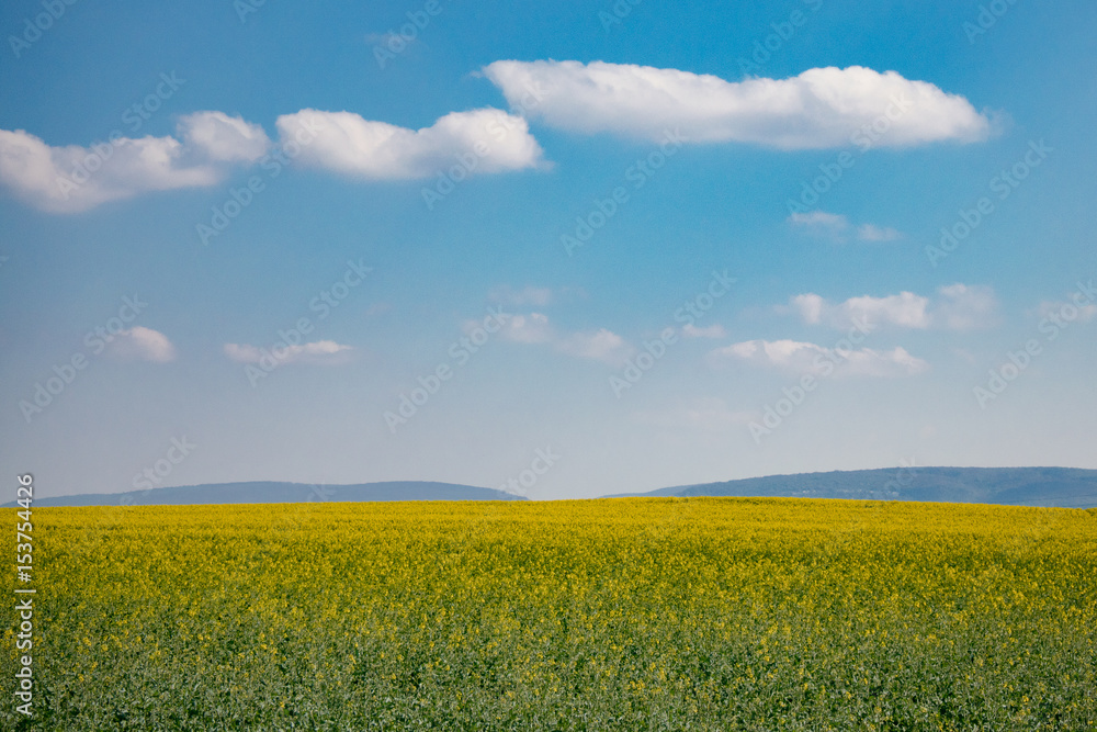 Summer landscape, yellow rapeseed and blue sky