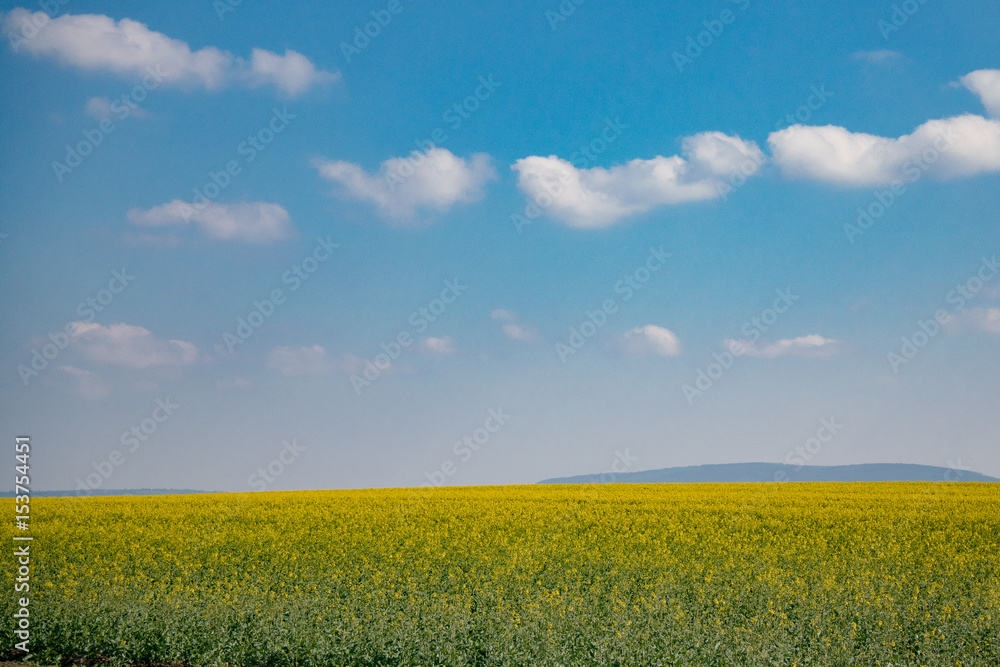 Summer landscape, yellow rapeseed and blue sky