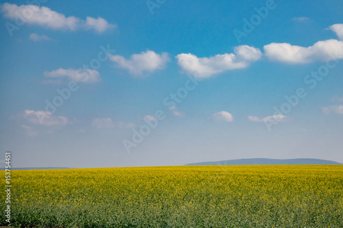 Summer landscape  yellow rapeseed and blue sky