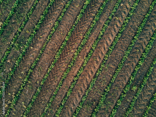 Aerial view of soybean field  drone pov top view