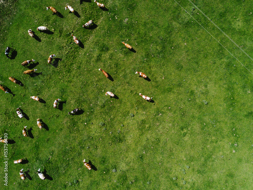 Aerial view of cows herd grazing on pasture