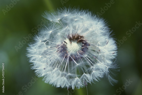 white dandelion close