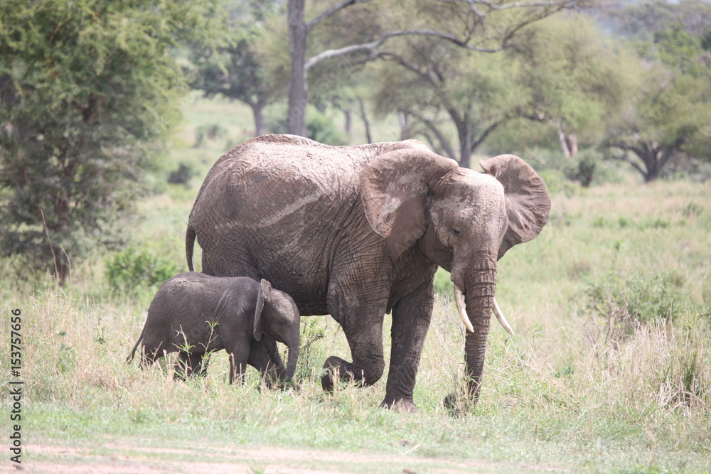 Wild Elephant (Elephantidae) in African Botswana savannah