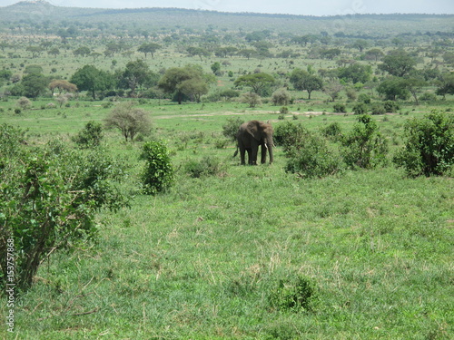 Wild Elephant  Elephantidae  in African Botswana savannah