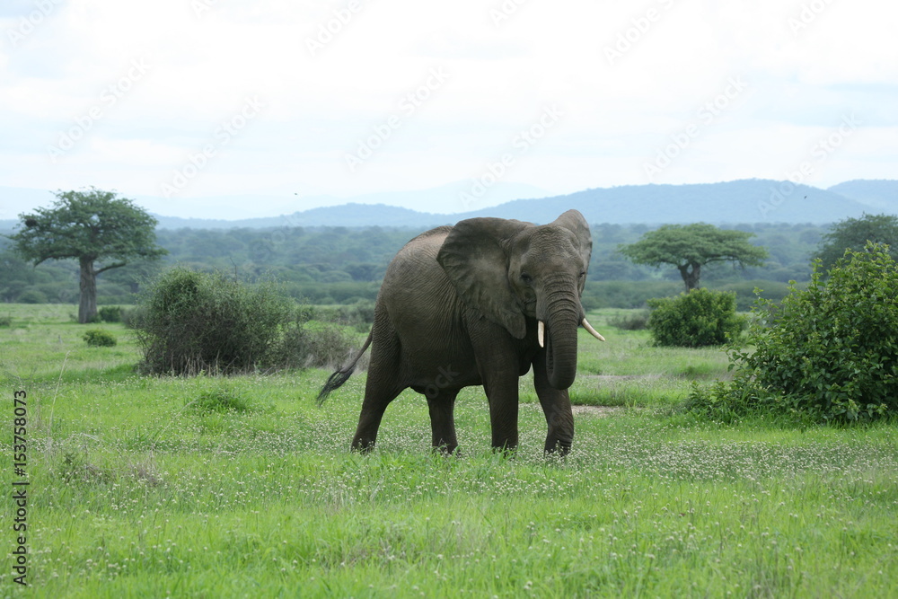 Fototapeta premium Wild Elephant (Elephantidae) in African Botswana savannah