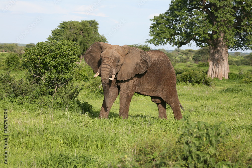 Wild Elephant (Elephantidae) in African Botswana savannah