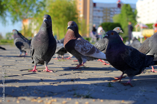 
City pigeons eat 