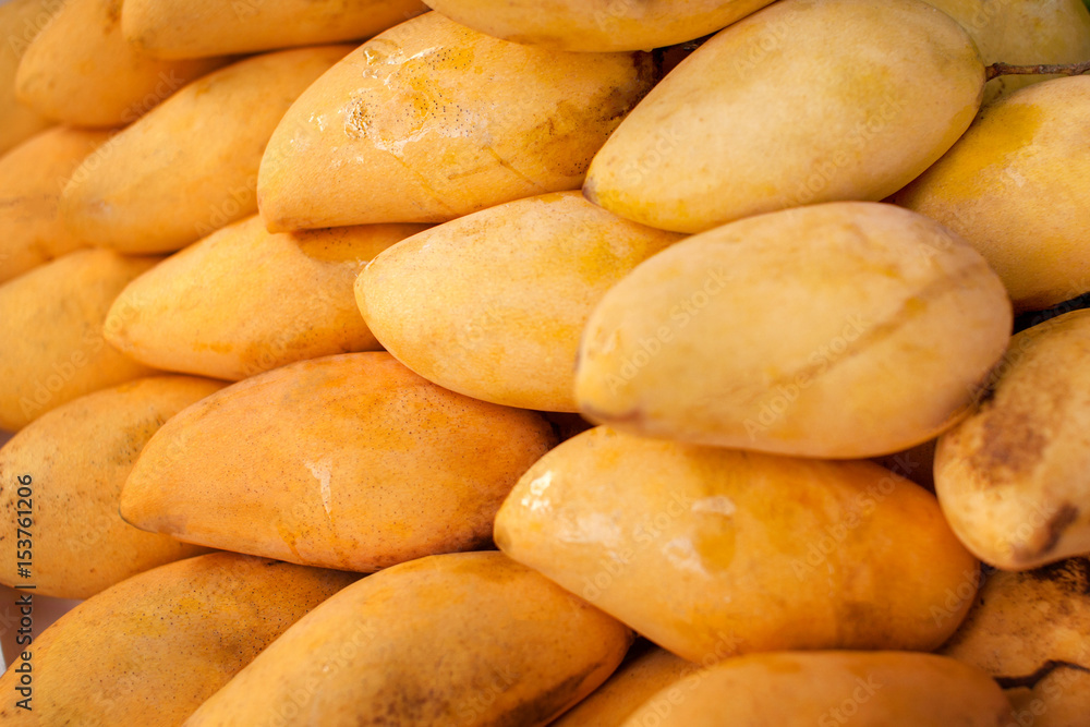 Bunch of yellow mango on shop's display. Bright yellow tropical fruit. Sweet mango with thin skin. Fresh ripe fruit of exotic island. Mexican dessert - raw mango. Yellow banner background from tropics Bunch of yellow mango on shop's display. Bright yellow tropical fruit. Sweet mango with thin skin. Fresh ripe fruit of exotic island. Mexican dessert - raw mango. Yellow banner background from tropics