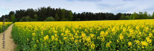 Panoramic image of blooming yellow fields before the rain