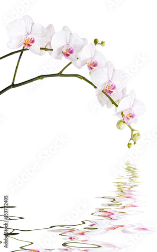 Fototapeta Naklejka Na Ścianę i Meble -  Branch of white orchids