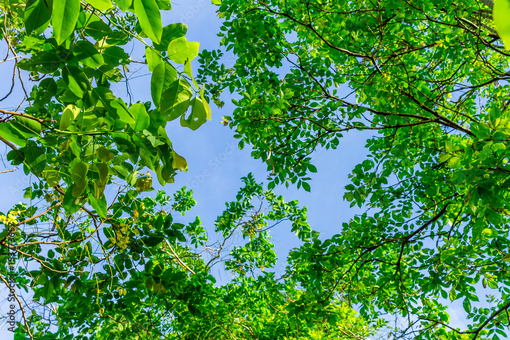 Fototapeta premium Background of nature