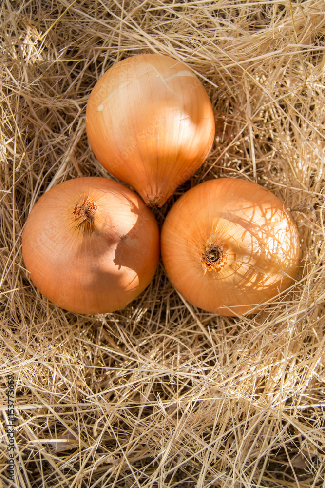 Group of Fresh Onions