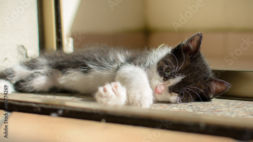 my kitten
